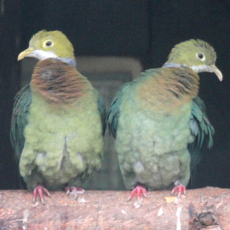 Image of Pink-spotted Fruit-dove