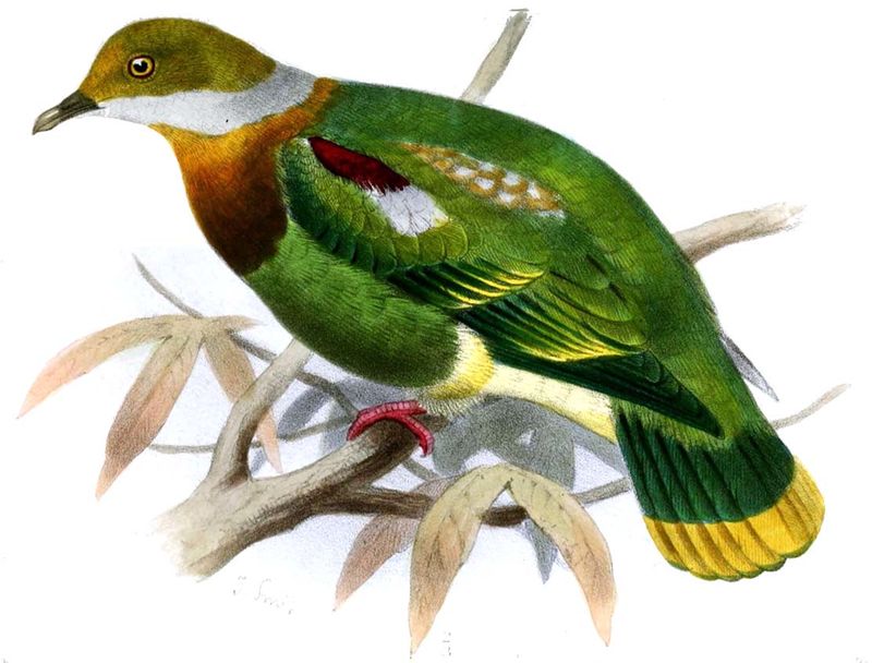 Image of Western Ornate Fruit-dove