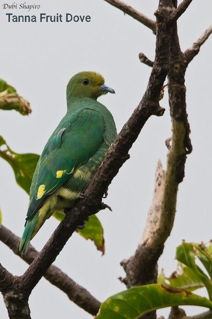 Image of Tanna Fruit-dove