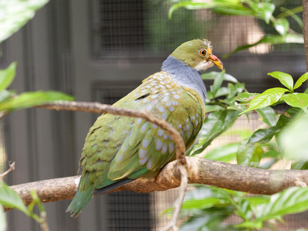 Image of Orange-fronted Fruit-dove