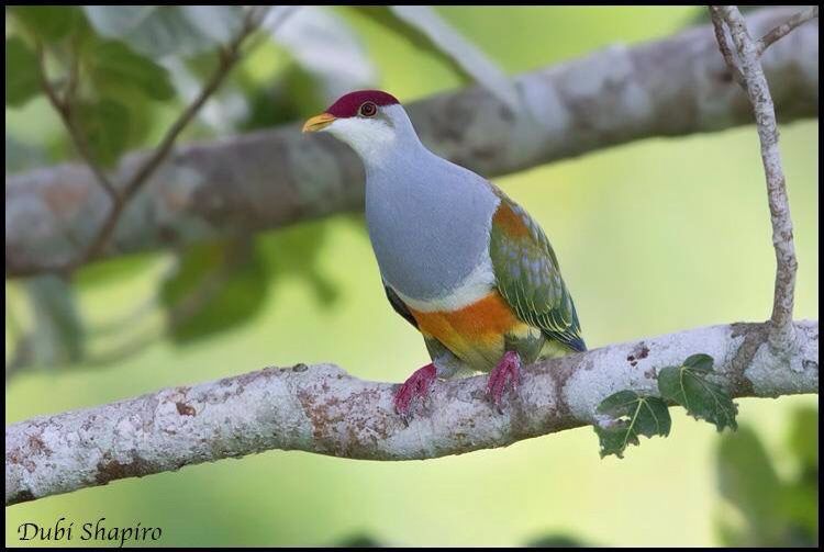 Image of Wallace's Fruit-dove