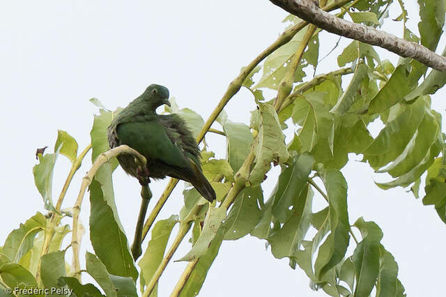 Image of Blue-capped Fruit-dove