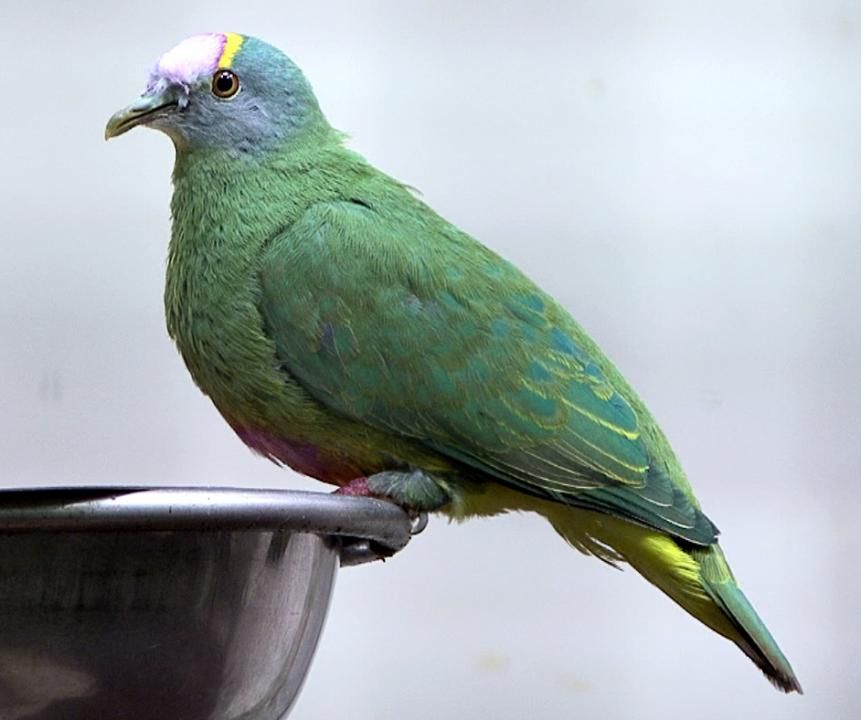 Image of Coroneted Fruit-dove