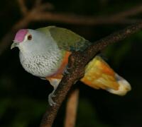 Image of Rose-crowned Fruit-dove