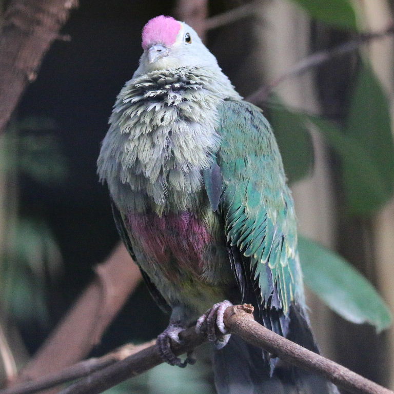 Image of Red-bellied Fruit-dove