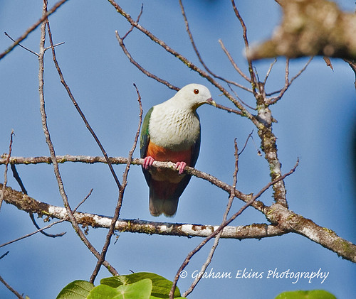 Image of Silver-capped Fruit-dove