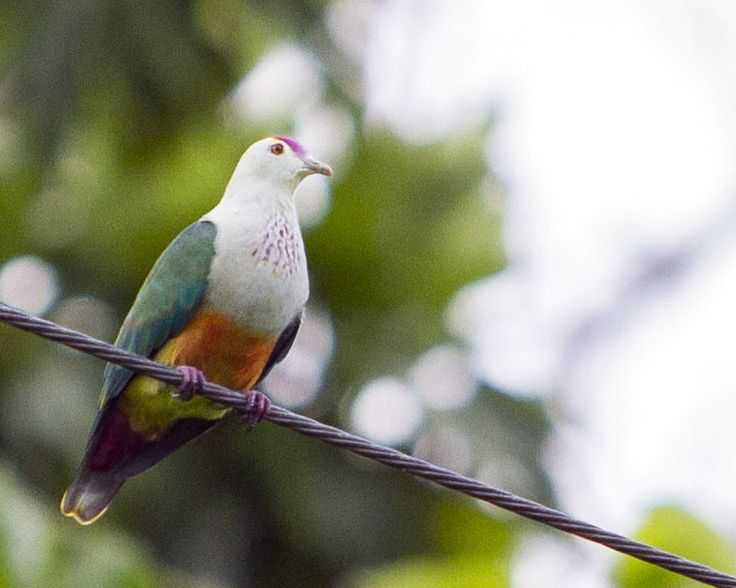 Image of Palau Fruit-dove