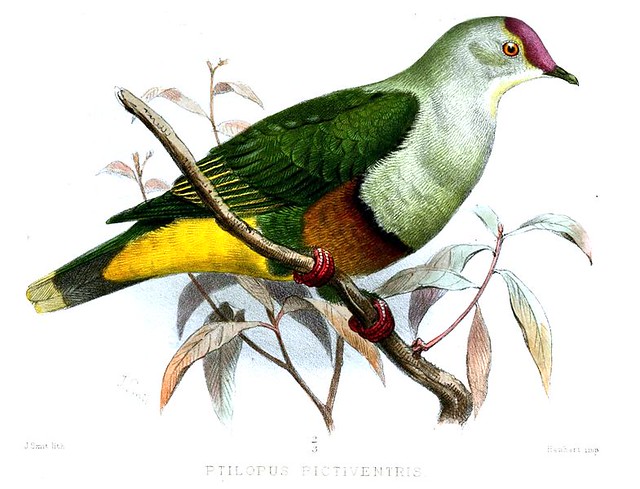 Image of Rapa Fruit-dove
