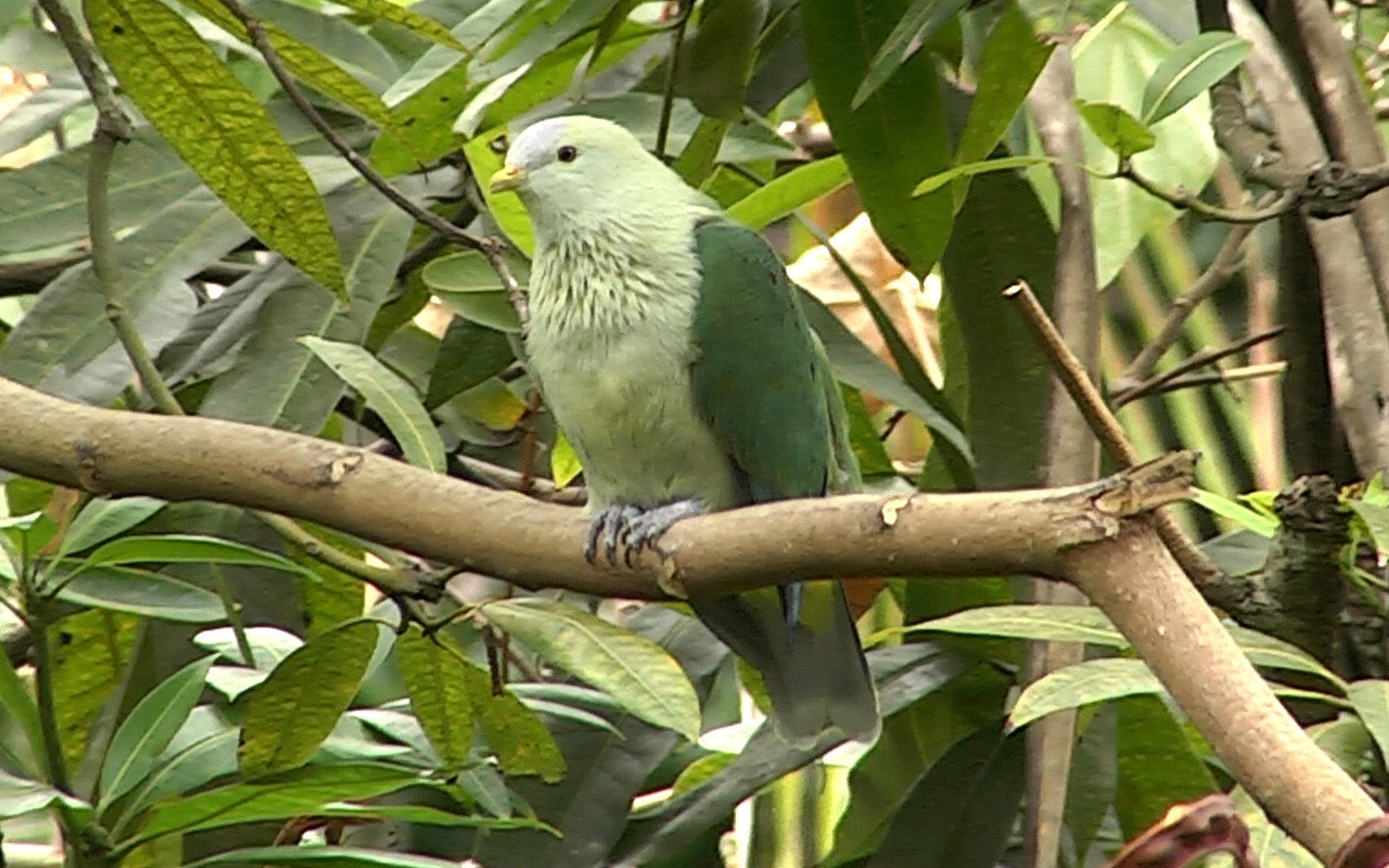 Image of Grey-green Fruit-dove