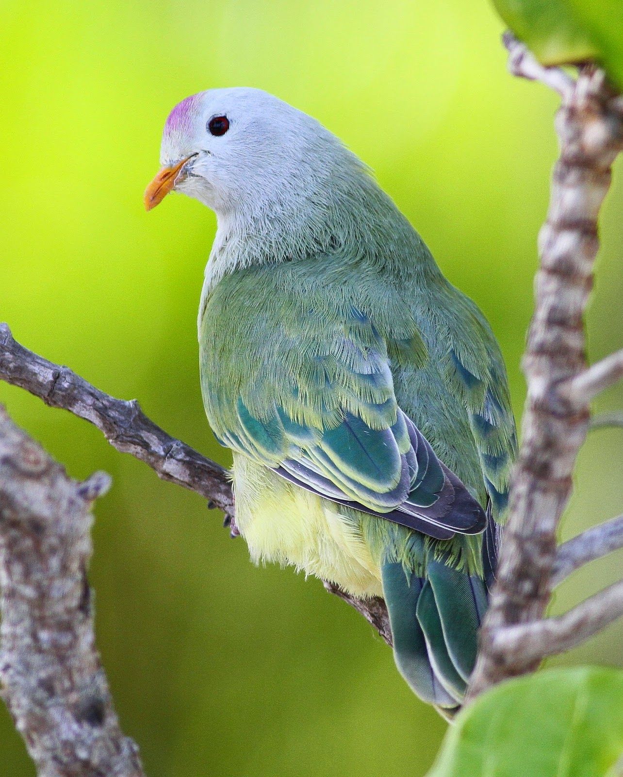 Image of Atoll Fruit-dove