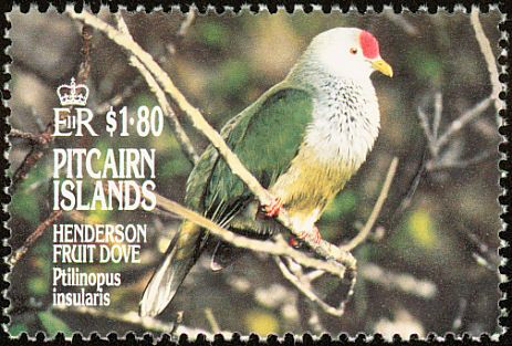 Image of Henderson Fruit-dove
