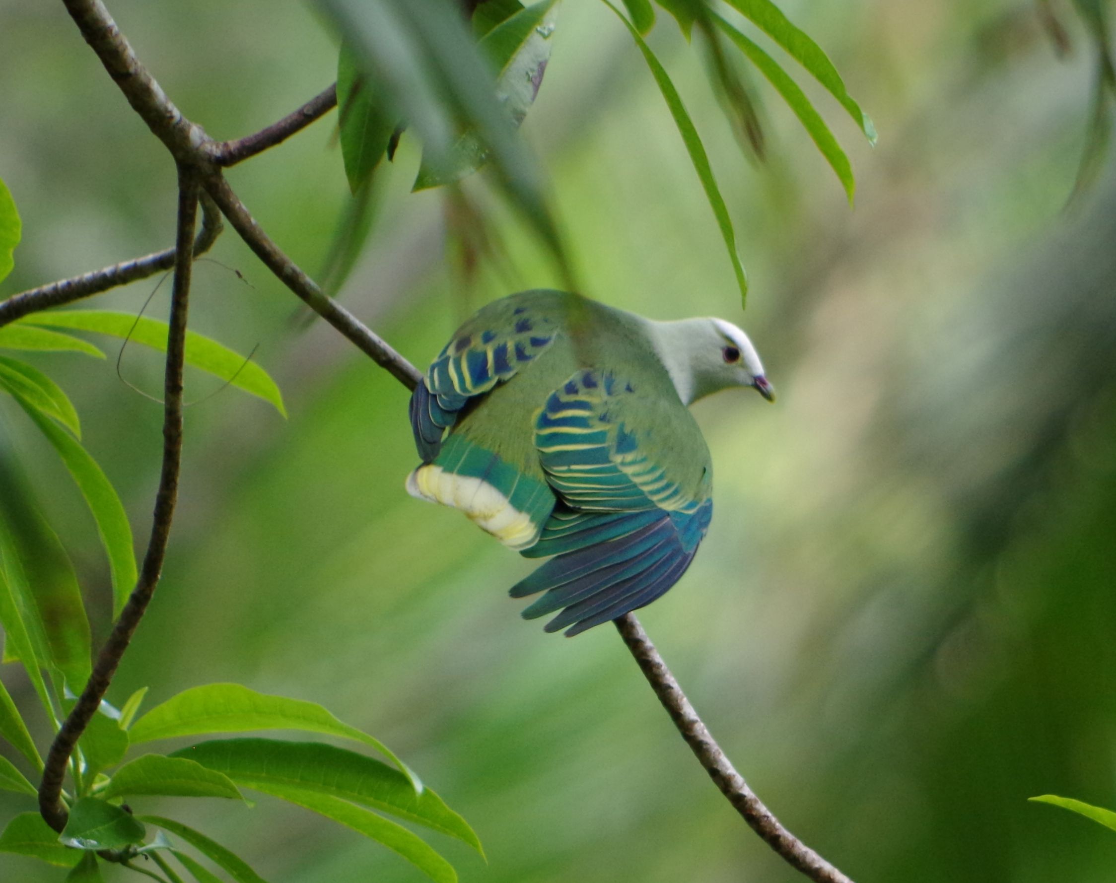 Image of White-capped Fruit-dove