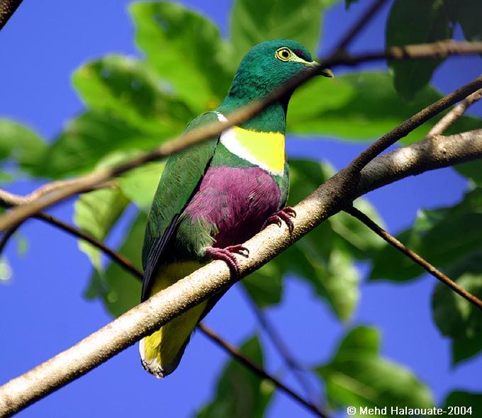 Image of Yellow-banded Fruit-dove