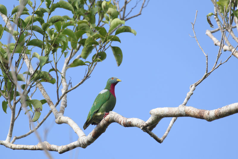 Image of Claret-breasted Fruit-dove