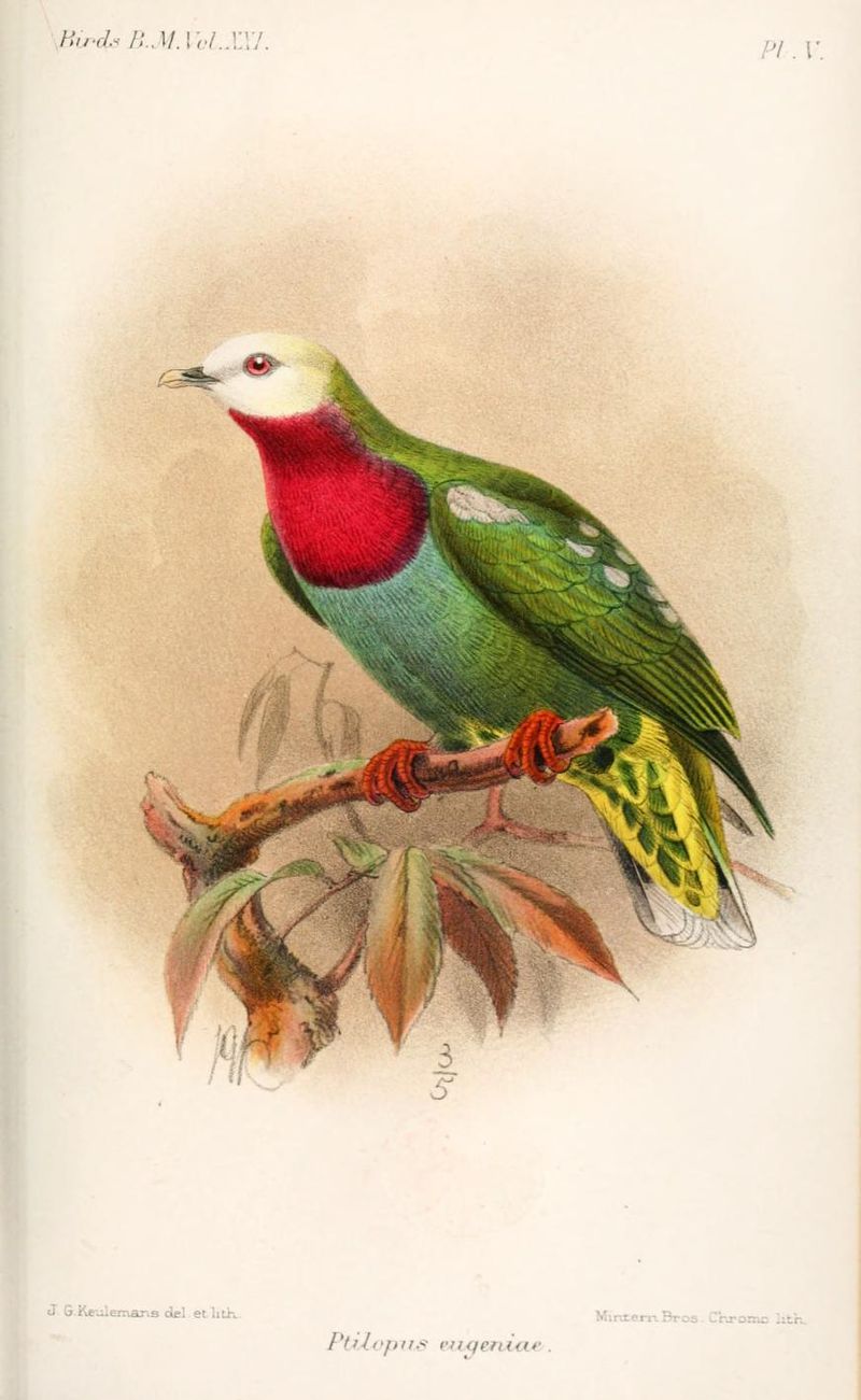 Image of White-headed Fruit-dove