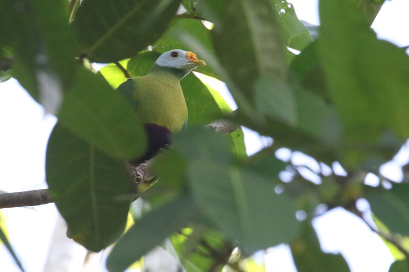 Image of Carunculated Fruit-dove
