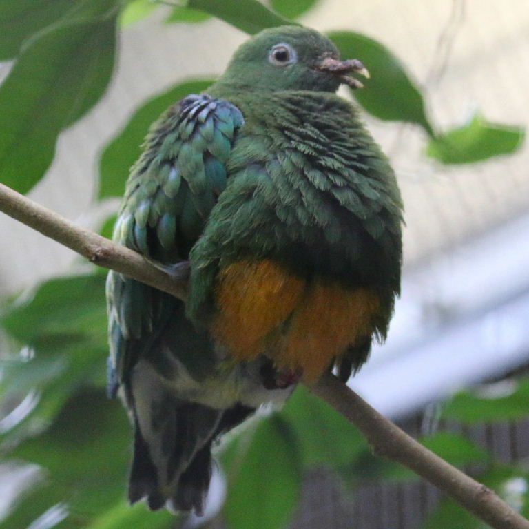 Image of Orange-bellied Fruit-Dove
