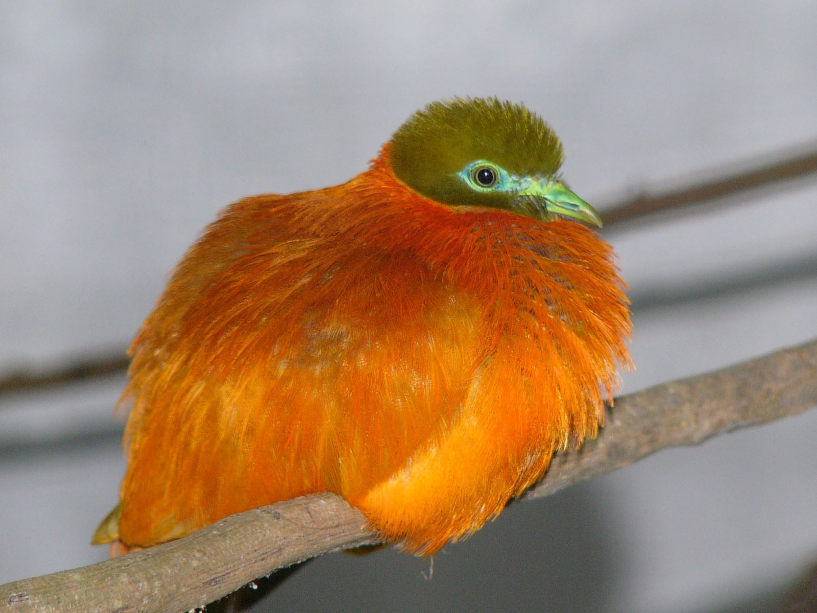 Image of Orange Dove