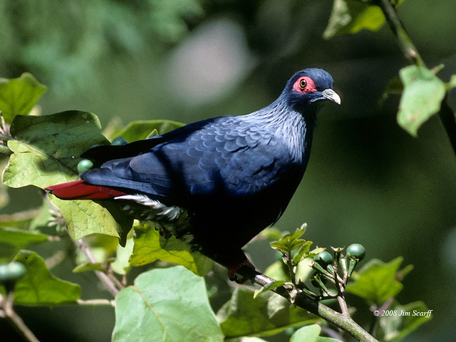 Image of Madagascar Blue-pigeon