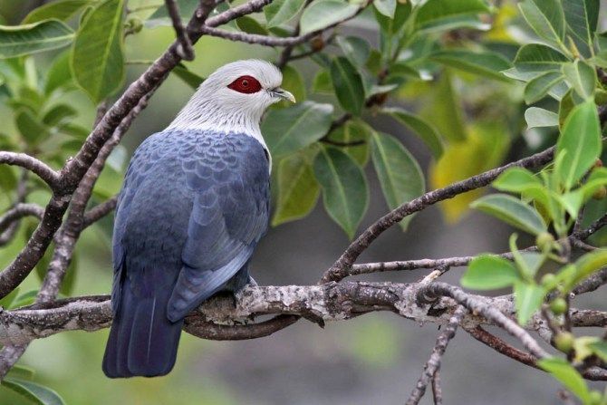 Image of Comoro Blue-pigeon