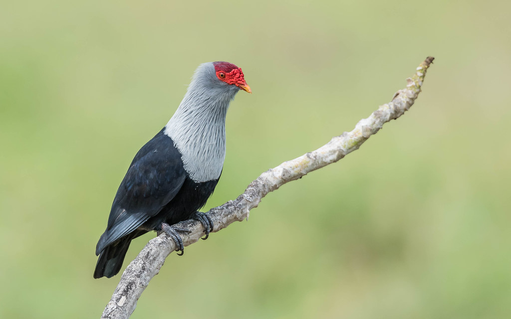 Image of Seychelles Blue-pigeon