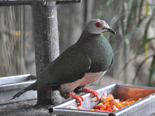 Image of Pink-bellied Imperial-Pigeon
