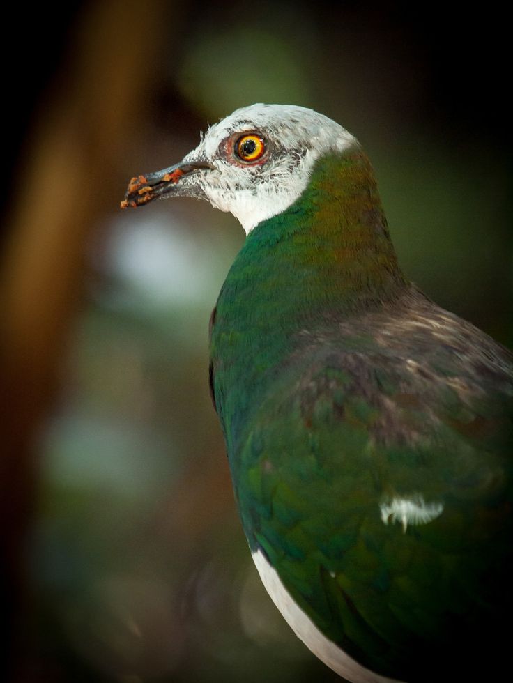 Image of White-bellied Imperial-Pigeon