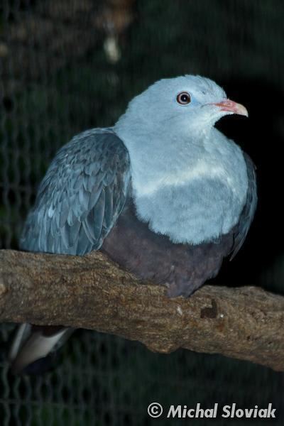 Image of Spotted Imperial-Pigeon
