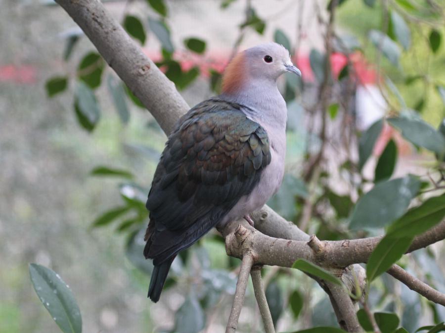 Image of Green Imperial-Pigeon