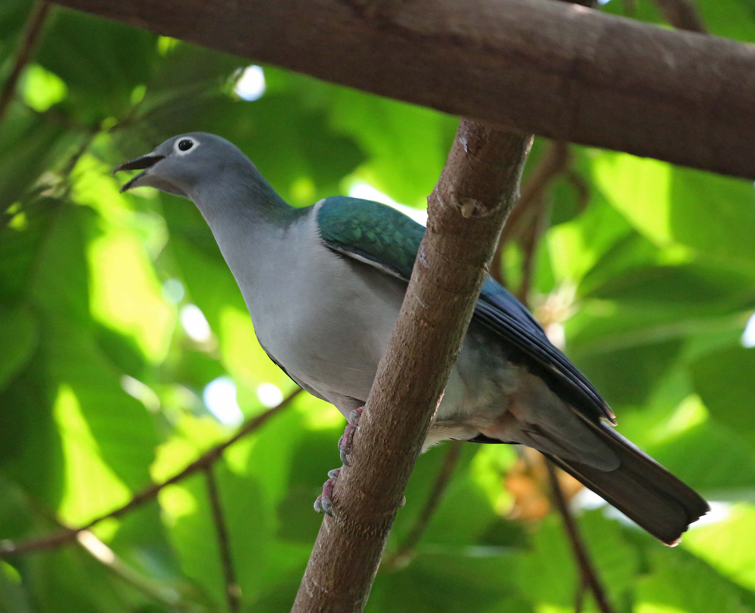 Image of Spectacled Imperial-Pigeon