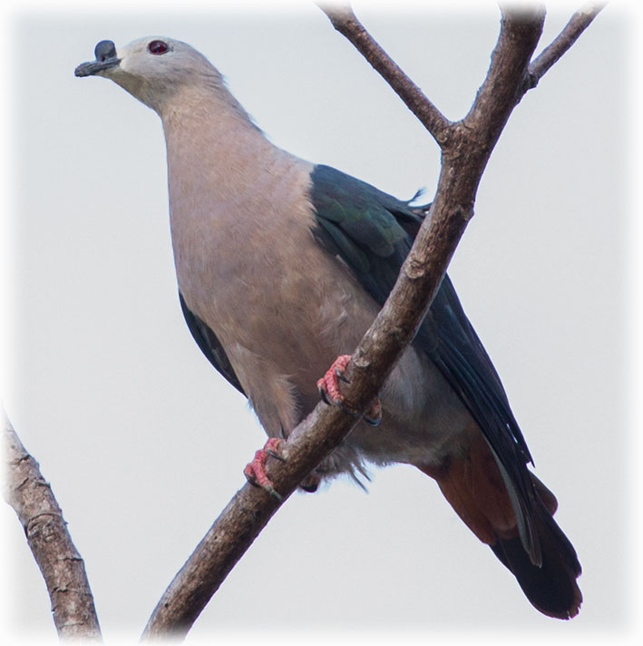 Image of Pacific Imperial-Pigeon