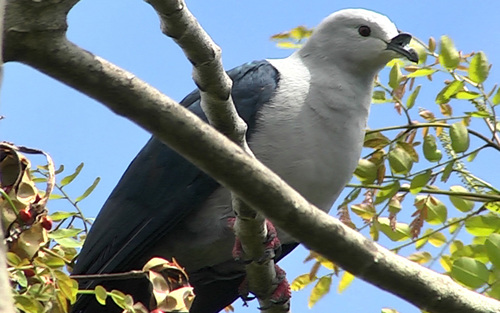 Image of Polynesian Imperial-Pigeon