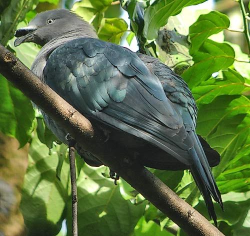 Image of Marquesan Imperial-Pigeon