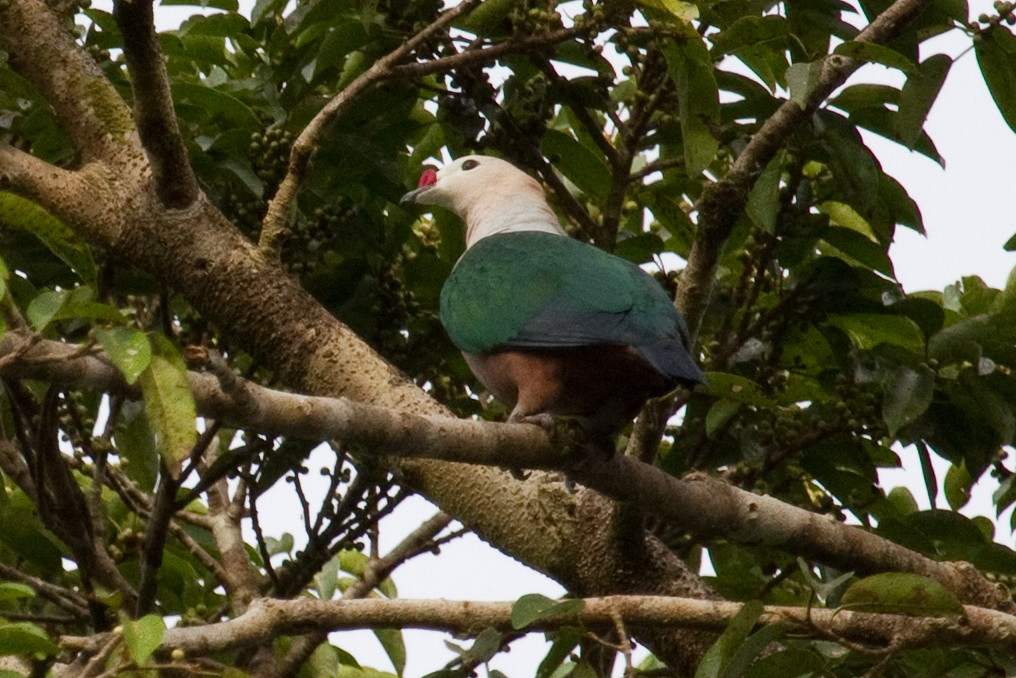 Image of Red-knobbed Imperial-Pigeon