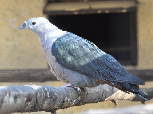 Image of Spice Imperial-Pigeon