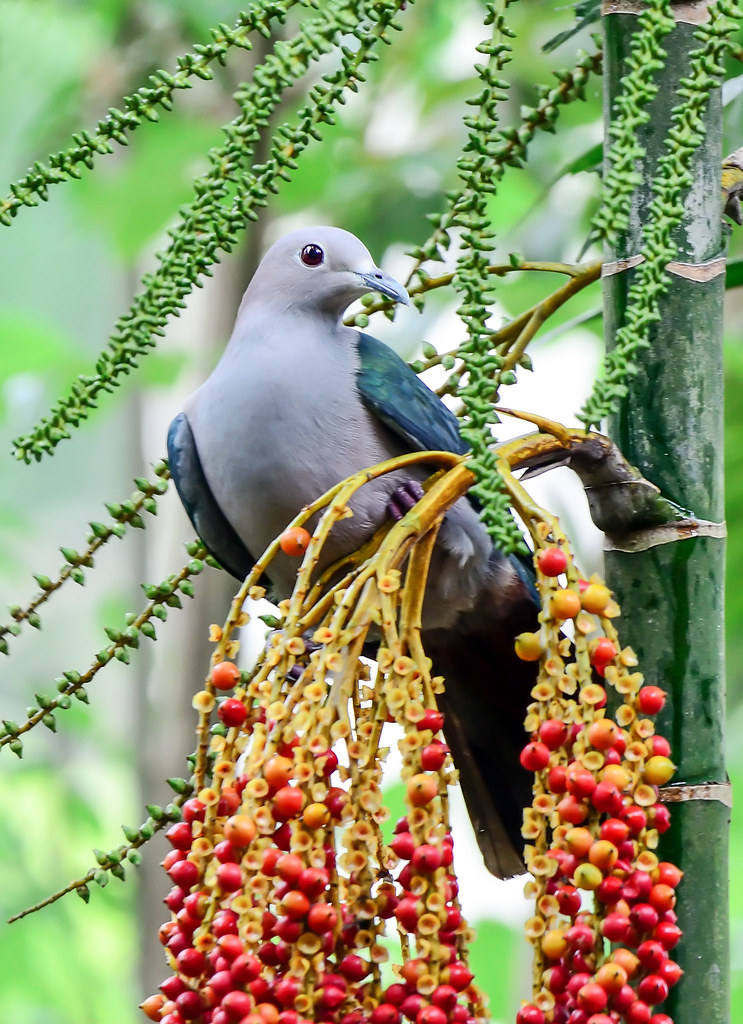 Image of Island Imperial-Pigeon
