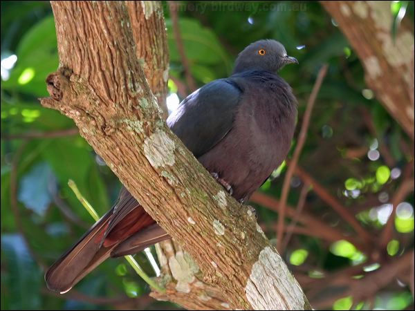 Image of Christmas Island Imperial-Pigeon