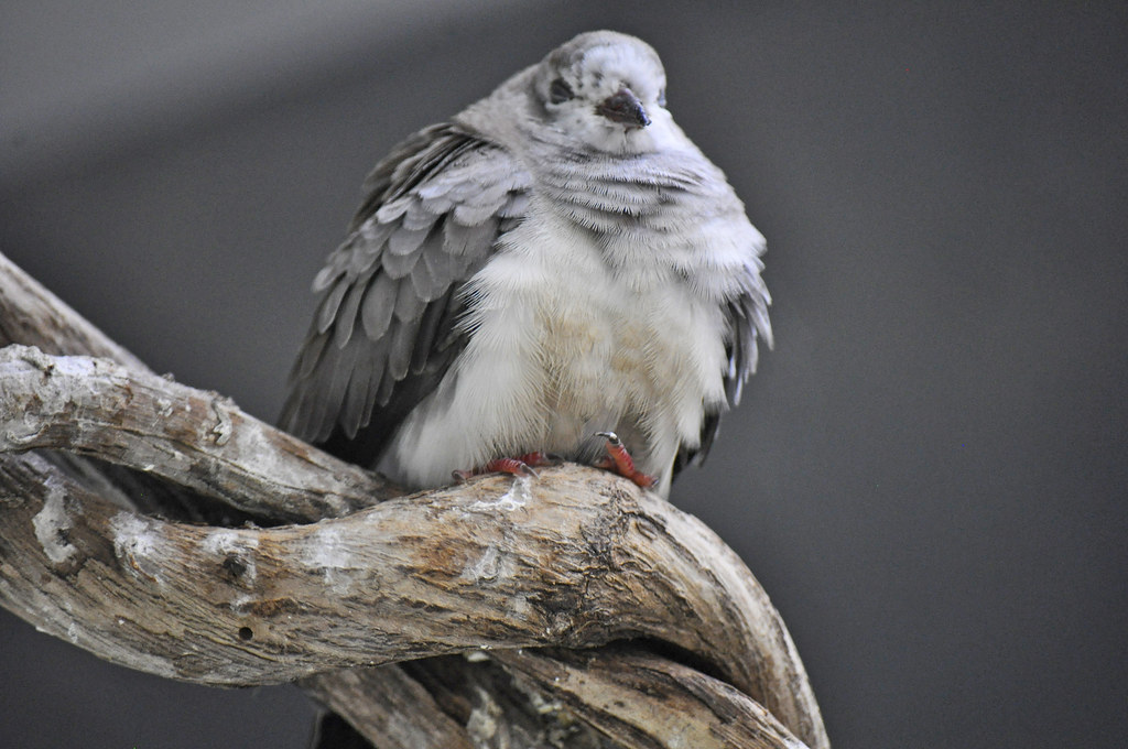 Image of Grey Imperial-Pigeon