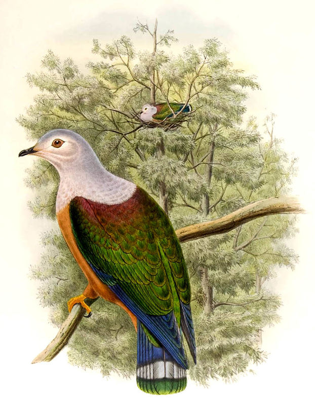 Image of Finsch's Imperial-Pigeon
