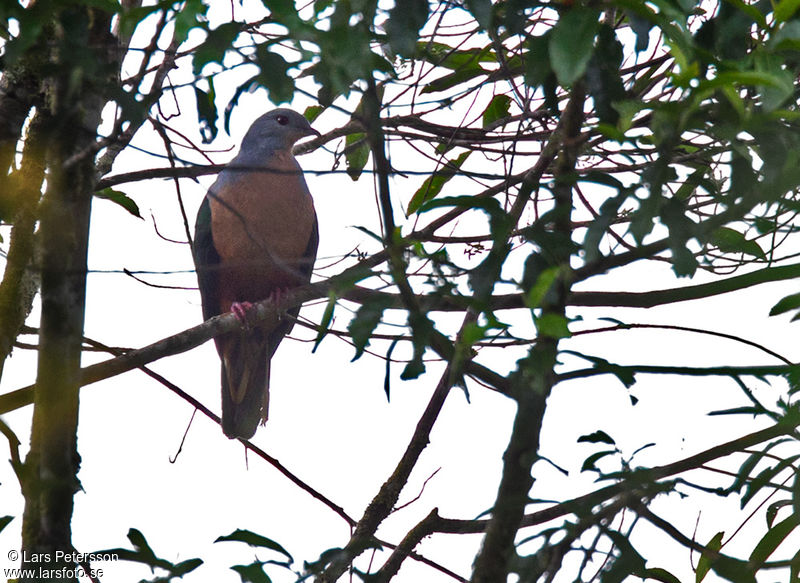 Image of Shining Imperial-Pigeon