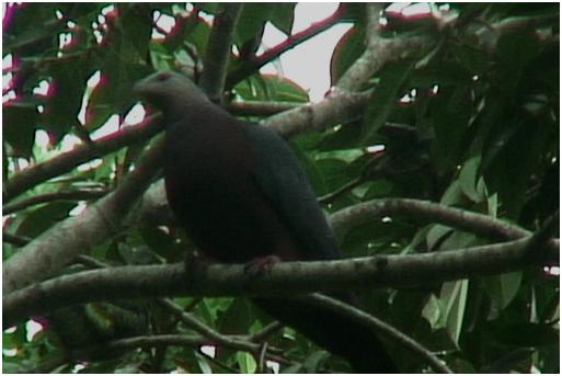 Image of Chestnut-bellied Imperial-Pigeon