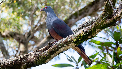 Image of New Caledonian Imperial-Pigeon