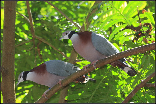 Image of Collared Imperial-Pigeon