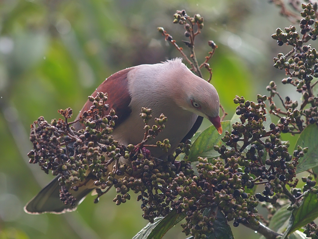 Image of Mountain Imperial-Pigeon
