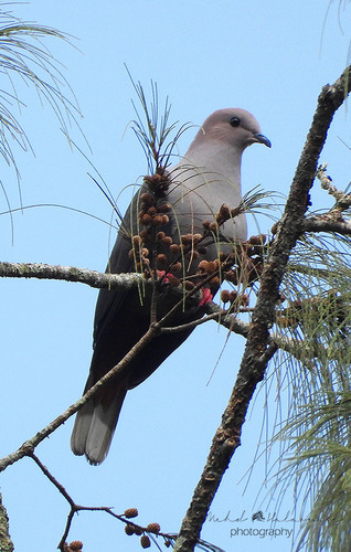 Image of Dark-backed Imperial-Pigeon