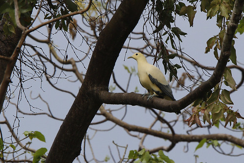 Image of White Imperial-Pigeon