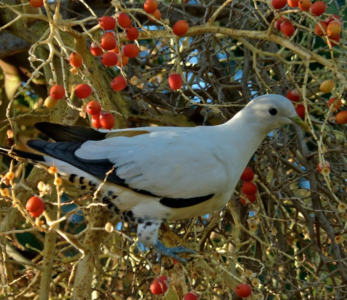 Image of Torresian Imperial-Pigeon