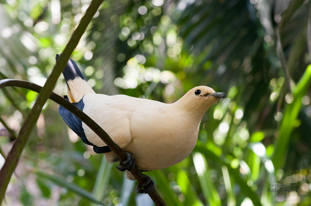 Image of Yellowish Imperial-Pigeon