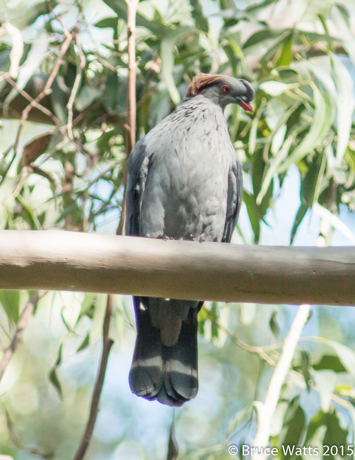 Image of Topknot Pigeon