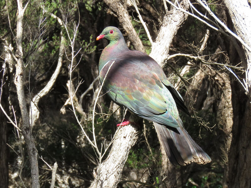 Image of New Zealand Pigeon